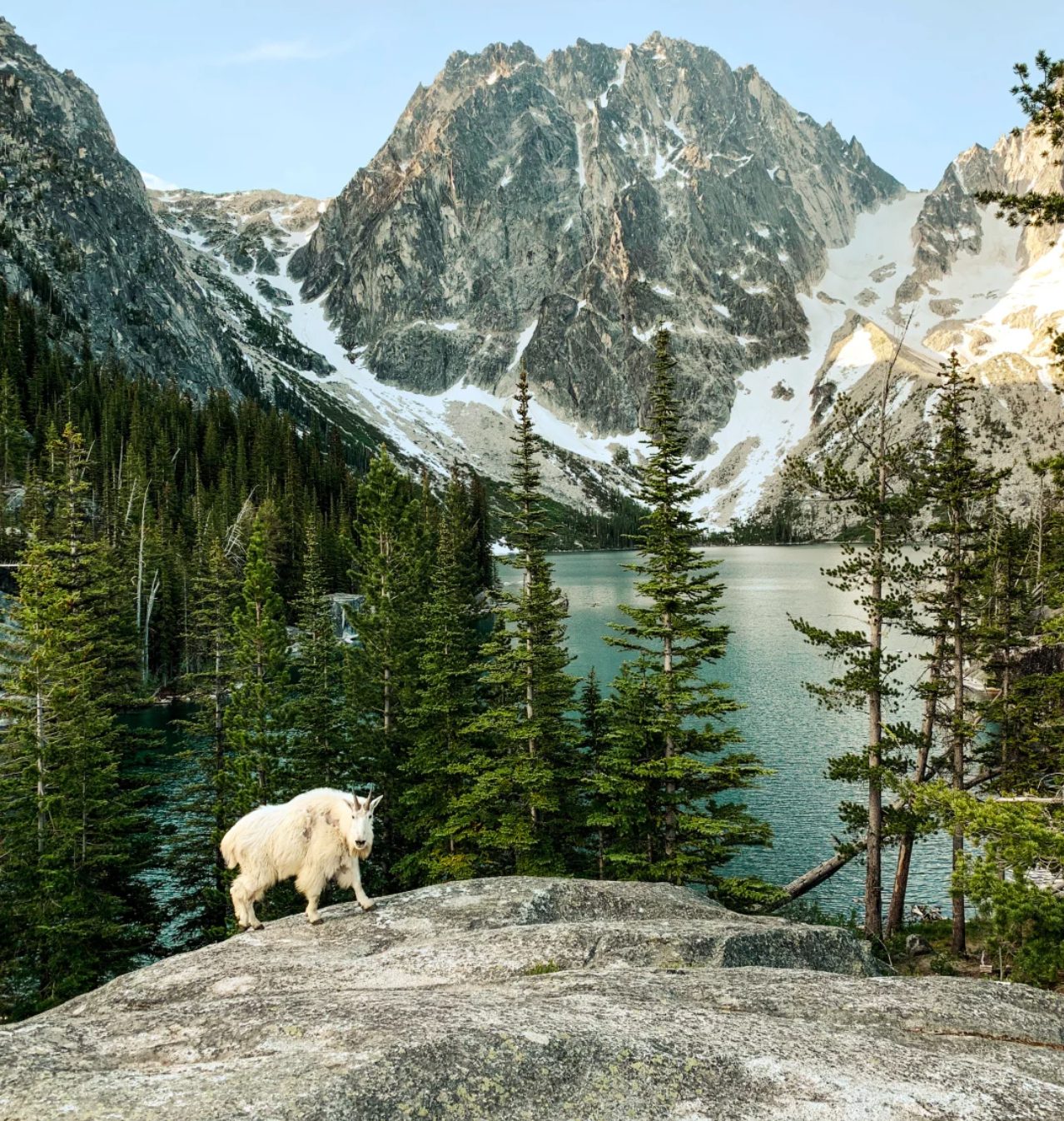 Mountain goat above Colchuck Lake in the Enchantments near Leavenworth